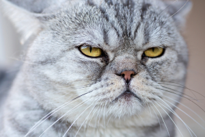 Picture of an angry cat.